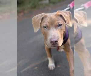 Biscuit - Male Unknown-Weimaraner Mix Dog for Adoption - Photo #3