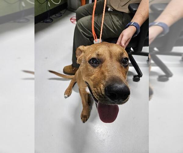 Medium Photo #1 Rhodesian Ridgeback Puppy For Sale in Temple, TX, USA