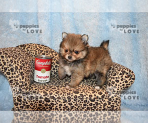 Pomeranian Puppy for sale in SANGER, TX, USA