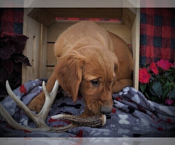 Medium Photo #3 Golden Retriever Puppy For Sale in LUBLIN, WI, USA