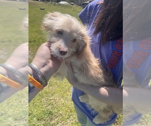 Eskipoo (Miniature) Puppy for sale in LAFAYETTE, MS, USA