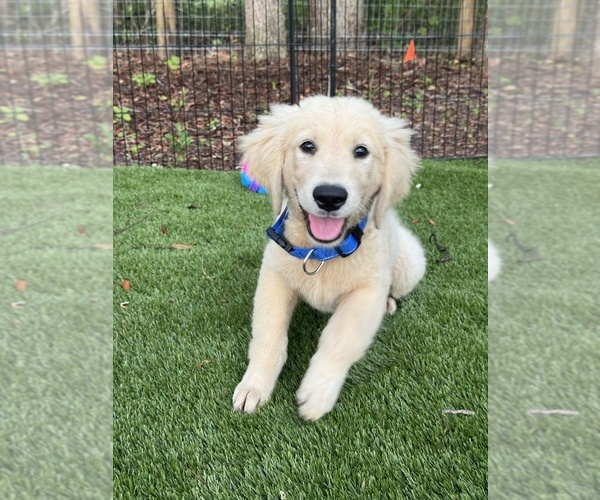 Medium Photo #1 Golden Retriever Puppy For Sale in SPRING HILL, FL, USA