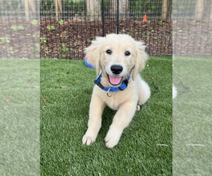 Golden Retriever Puppy for sale in SPRING HILL, FL, USA