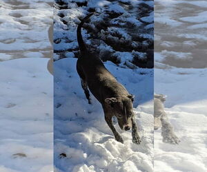 American Pit Bull Terrier-Unknown Mix Dogs for adoption in Oakhurst, NJ, USA