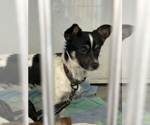 Chihuahua Dogs for adoption in Martinez, CA, USA
