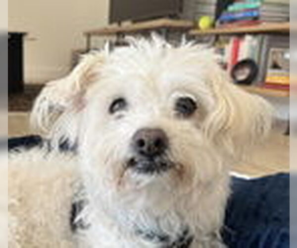 Medium Photo #2 Maltese Puppy For Sale in Fremont, CA, USA