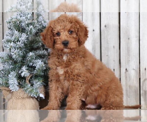Medium Photo #1 Goldendoodle Puppy For Sale in MOUNT VERNON, OH, USA
