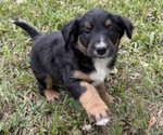 Small Border Airedale