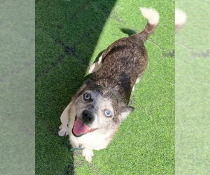 Calvin - Male Chihuahua-Unknown Mix Dog for Adoption - Photo #9