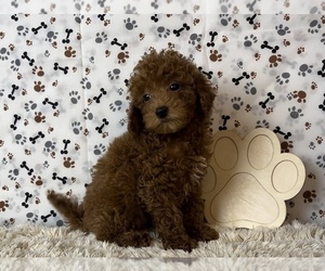 Goldendoodle (Miniature) Puppy for sale in FRANKLIN, IN, USA