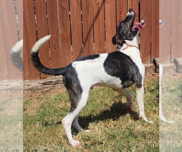 Medium Photo #3 American Pit Bull Terrier-Catahoula Leopard Dog Mix Puppy For Sale in Wetumpka, AL, USA