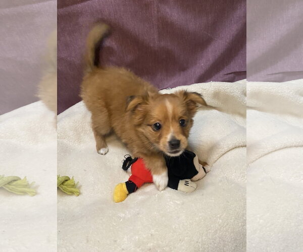 Medium Photo #3 Australian Shepherd-Chihuahua Mix Puppy For Sale in Hillsboro, MO, USA