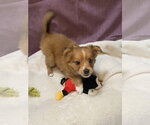 Small #2 Australian Shepherd-Chihuahua Mix