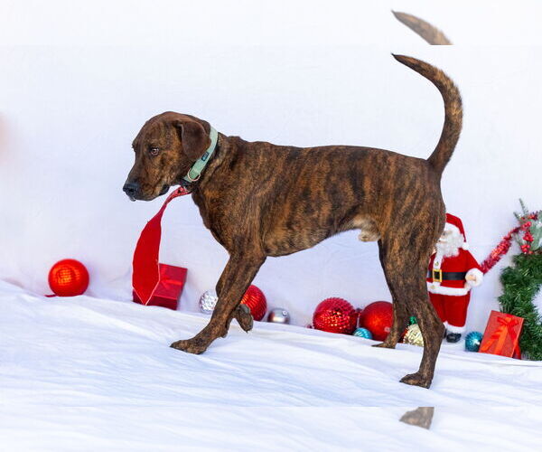 Medium Photo #2 German Shorthaired Pointer-Treeing Walker Coonhound Mix Puppy For Sale in Stover, MO, USA