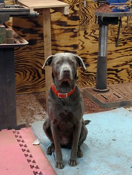 Medium Photo #1 Labrador Retriever Puppy For Sale in SARANAC, MI, USA