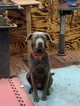 Small Photo #1 Labrador Retriever Puppy For Sale in SARANAC, MI, USA