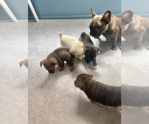 French Bulldog-Pomeranian Mix Puppy for sale in FONTANA, CA, USA