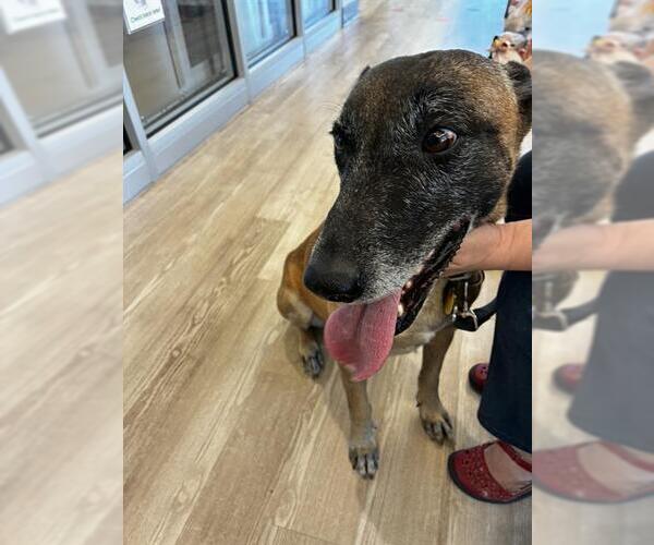 Medium Photo #1 Mutt Puppy For Sale in Pearland, TX, USA