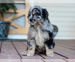 Small #3 Australian Retriever