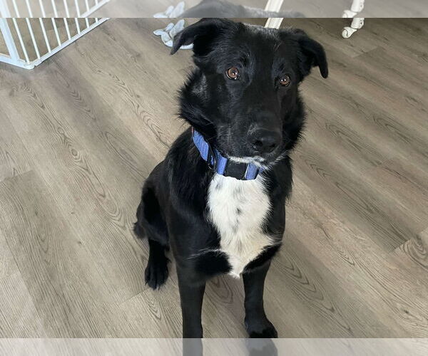 Medium Photo #1 Labrador Retriever-Unknown Mix Puppy For Sale in Spring Lake, NC, USA