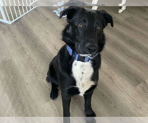 Labrador Retriever-Unknown Mix Dogs for adoption in Spring Lake, NC, USA