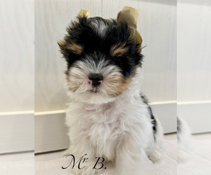 Biewer Terrier Puppy for sale in PLANO, TX, USA