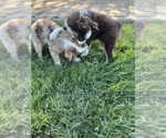 Small #9 Miniature Australian Shepherd
