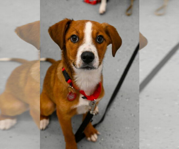 Medium Photo #1 Australian Shepherd-Beagle Mix Puppy For Sale in Wakefield, RI, USA