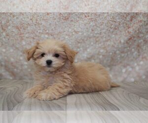 Maltipoo Puppy for sale in MARIETTA, GA, USA