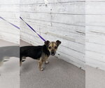 Small Chihuahua Mix