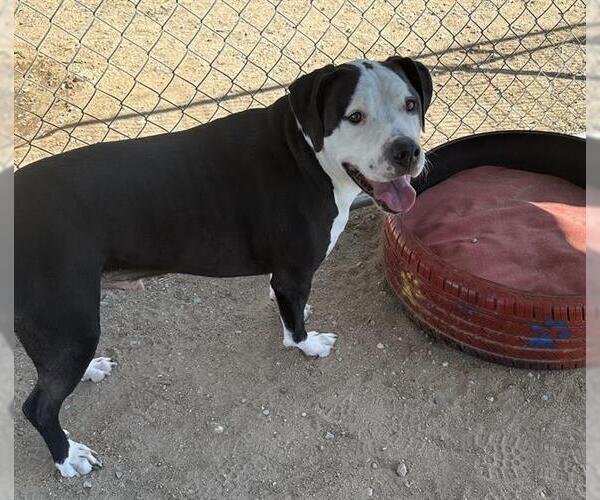 Medium Photo #2 Mutt Puppy For Sale in HESPERIA, CA, USA