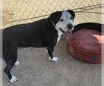 Small #1 Mutt