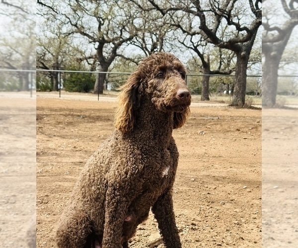 Medium Photo #1 Goldendoodle Puppy For Sale in BRIDGEPORT, TX, USA