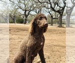 Small Photo #1 Goldendoodle Puppy For Sale in BRIDGEPORT, TX, USA