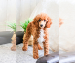 Small Photo #1 Poodle (Toy) Puppy For Sale in SYRACUSE, IN, USA