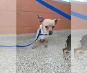 Chihuahua Dogs for adoption in Pueblo, CO, USA