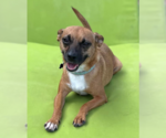 Small #7 Chihuahua Mix