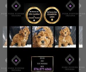 Poodle (Toy) Puppy for sale in WARSAW, IN, USA