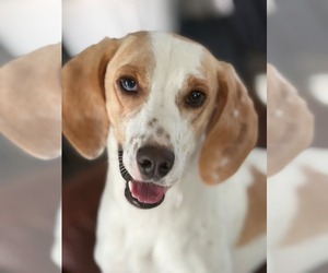 American Foxhound-Beagle Mix Dogs for adoption in Dunnellon, FL, USA