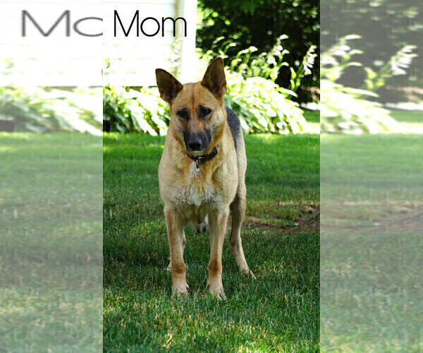 Medium Photo #1 German Shepherd Dog-Siberian Husky Mix Puppy For Sale in FREDERICKSBG, OH, USA
