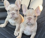 Puppy Boy 2 French Bulldog