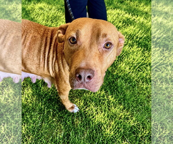 Medium Photo #3 Labrador Retriever-Rhodesian Ridgeback Mix Puppy For Sale in Houston, TX, USA