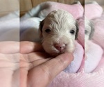 Small Photo #9 Cavapoo Puppy For Sale in LAFAYETTE, TN, USA