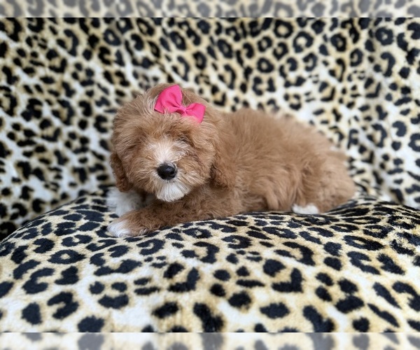 Medium Photo #2 Cockapoo (Miniature) Puppy For Sale in LAKELAND, FL, USA