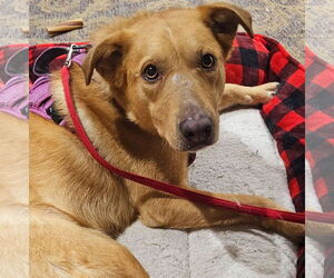 Golden Retriever-Unknown Mix Dogs for adoption in Brooklyn Center, MN, USA