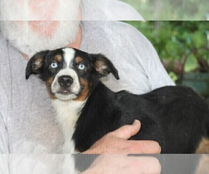 Australian Shepherd Puppy for Sale in LEXINGTON, Alabama USA