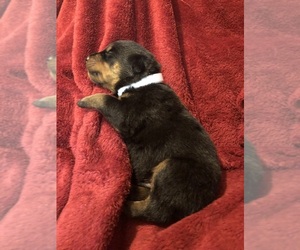 Rottweiler Puppy for sale in LINCOLN, AR, USA