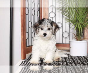 Yo-Chon Puppy for sale in NAPLES, FL, USA