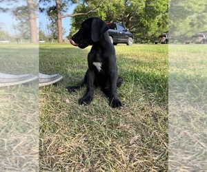 Great Dane Puppy for Sale in ALVIN, Texas USA