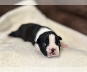 Boston Terrier Puppy for sale in WASHBURN, MO, USA